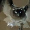 BlackFox