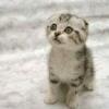 mittensthekitten