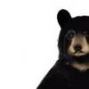 TehPompousBear