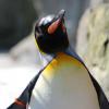 Sir Nils Olav