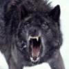 DRKwolf13